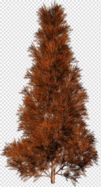 Trees transparent background PNG clipart