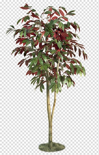 Trees transparent background PNG clipart