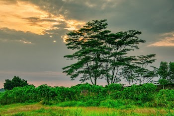 Trees Under Cloudy Sky
