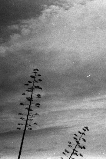 Trees Under Cloudy Sky · Free Stock Photo