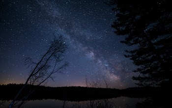 Trees Under Starry Night