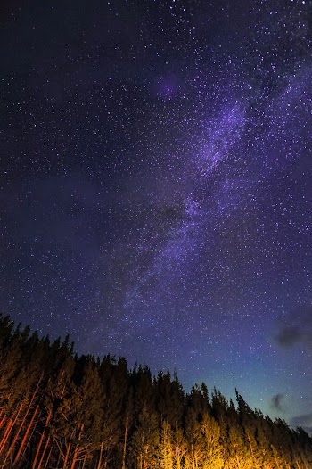 Trees Under Starry Sky