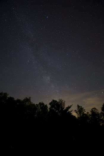 Trees Under Starry Sky at Night