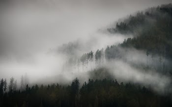 trees with fog