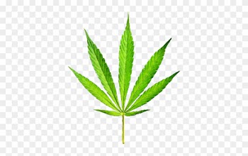 Trees With Leaves That Look Like Marijuana Leaves