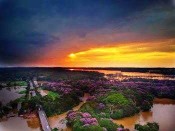 Trees With Purple Flowers Near Body of Water