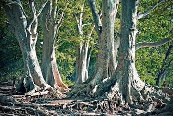 Trees With Roots Above Ground