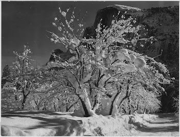 Trees with Snow on Branches, | Free Photo - rawpixel