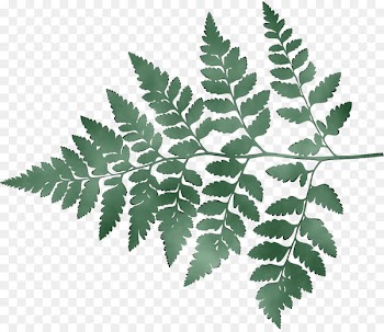 Trentham Estate Fern Trentham, Staffordshire Wedding invitation -  