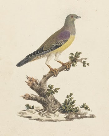 Treron waalia (Bruce's Green Pigeon) | Free Photo - rawpixel
