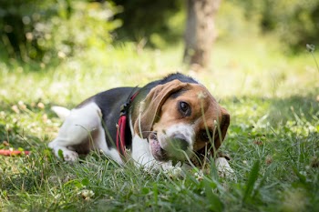 Tri-color Basset Hound Resting on Ground