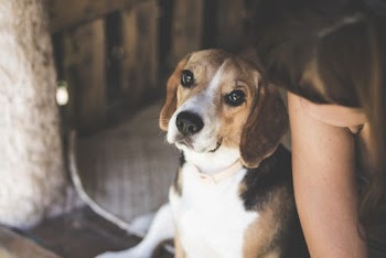 Tri-color Beagle Dog Near Woman