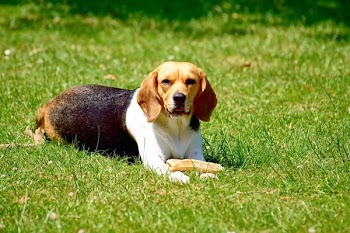 Tri-color Beagle on Grass Field