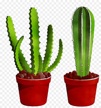 Triangle cactus Echinocereus Plant stem Plants Acanthocereus -  