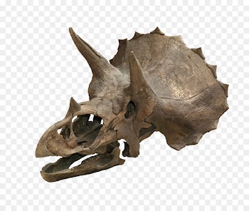 Triceratops horridus Skull Dinosaur Torosaurus Tyrannosaurus - Dinosaur Skull 