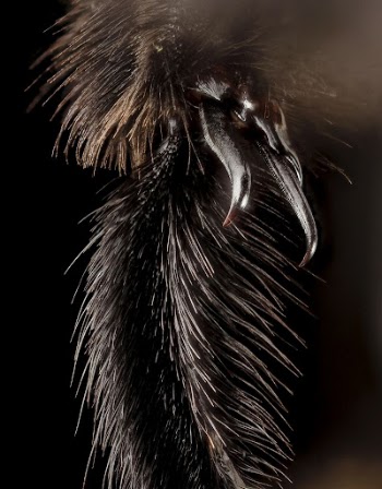 Trichothurgus dubius bee, tool. | Free Photo - rawpixel