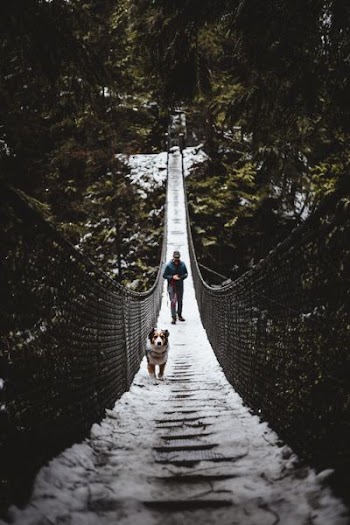 tricolor Australian shepherd walking in hanging bridge