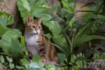 Tricolor Calico Cat Sitting Beside Green-Leafed Plant