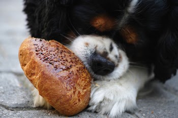 Tricolor Cavalier King Charles Spaniel Puppy Eating Bread
