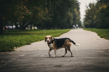 Tricolor Dog Walking on Pavement