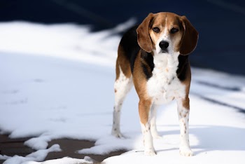 Tricolor Jack Russell Terrier Standing on Snow