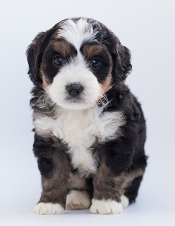 Tricolor Maltese Puppy