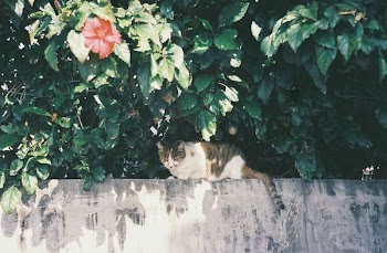 tricolored calico cat on top of wall