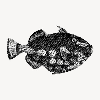 Triggerfish clipart, vintage sea animal | Free Vector - rawpixel
