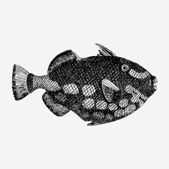 Triggerfish drawing, sea animal vintage | Free PSD - rawpixel