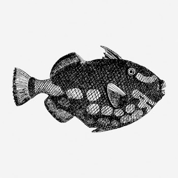 Triggerfish drawing, vintage sea life | Free Photo - rawpixel