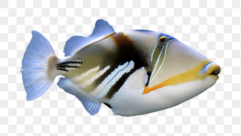 Triggerfish, sea life png sticker, | Free PNG - rawpixel