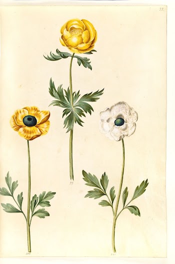 Trollius europaeus (European meadow plum);Ranunculus | Free Photo - rawpixel