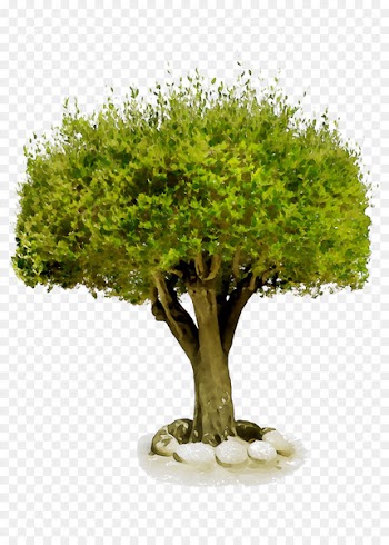 Tronchetti Fruit tree Lapietra Giardini S.R.L. Nursery -  
