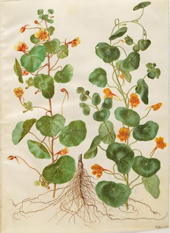 Tropaeolum minus (small flower cress) | Free Photo - rawpixel