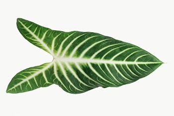 Tropical Alocasia leaf design element | Free  transparent png - 2340191