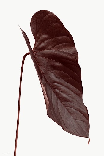 Tropical Alocasia leaf design element | Free  transparent png - 2343323