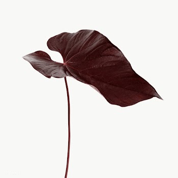 Tropical Alocasia leaf design element | Free  transparent png - 2349246