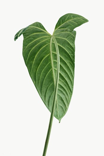 Tropical Alocasia leaf design element | Free  transparent png - 2349251