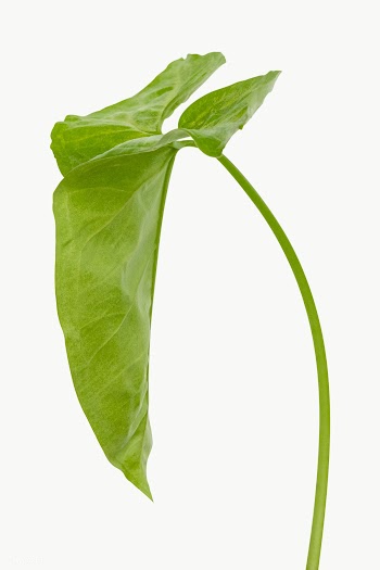 Tropical Alocasia leaf design element | Free  transparent png - 2349252