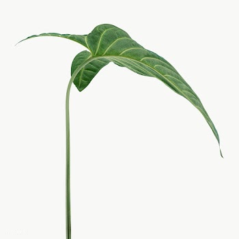 Tropical Alocasia leaf design element | Free  transparent png - 2349253