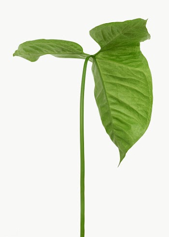Tropical Alocasia leaf design element | Free  transparent png - 2349256