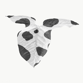 Tropical Alocasia leaf design element | Free  transparent png - 2355755