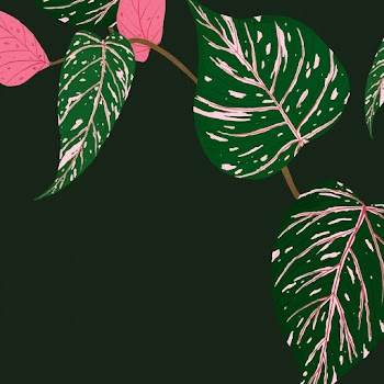 Tropical background vector calathea botanical… | Free stock illustration | High Resolution graphic