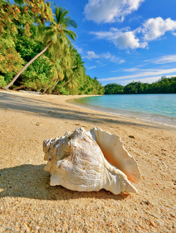 Tropical Beach with Weathered Conch Shell