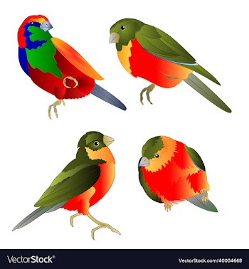 tropical birds watercolor on a white background