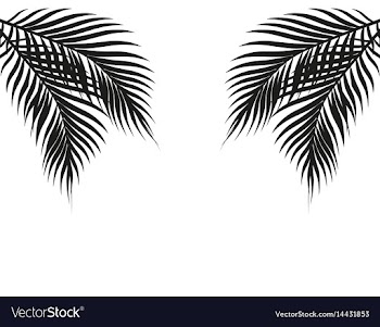 Tropical black and white palm leaves on both sides vector image
