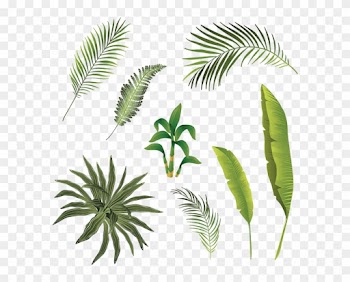 Tropical Branch And Leaves Collection, Tropical, Tropical - Leaf