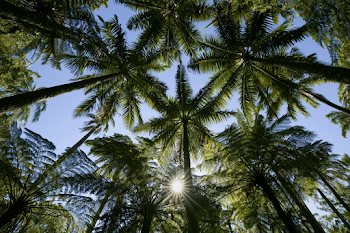 Tropical Canopy View with Sunburst