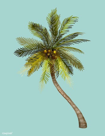 Tropical coconut palm tree illustration | Free stock vector - 463775