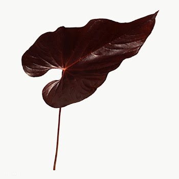 Tropical dark brown Alocasia leaf transparent png | Free  transparent png - 2227127